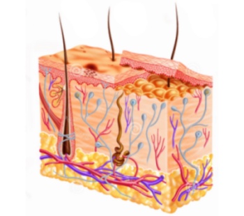 Кожа и её функции